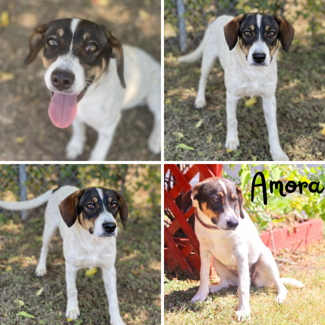 Amora