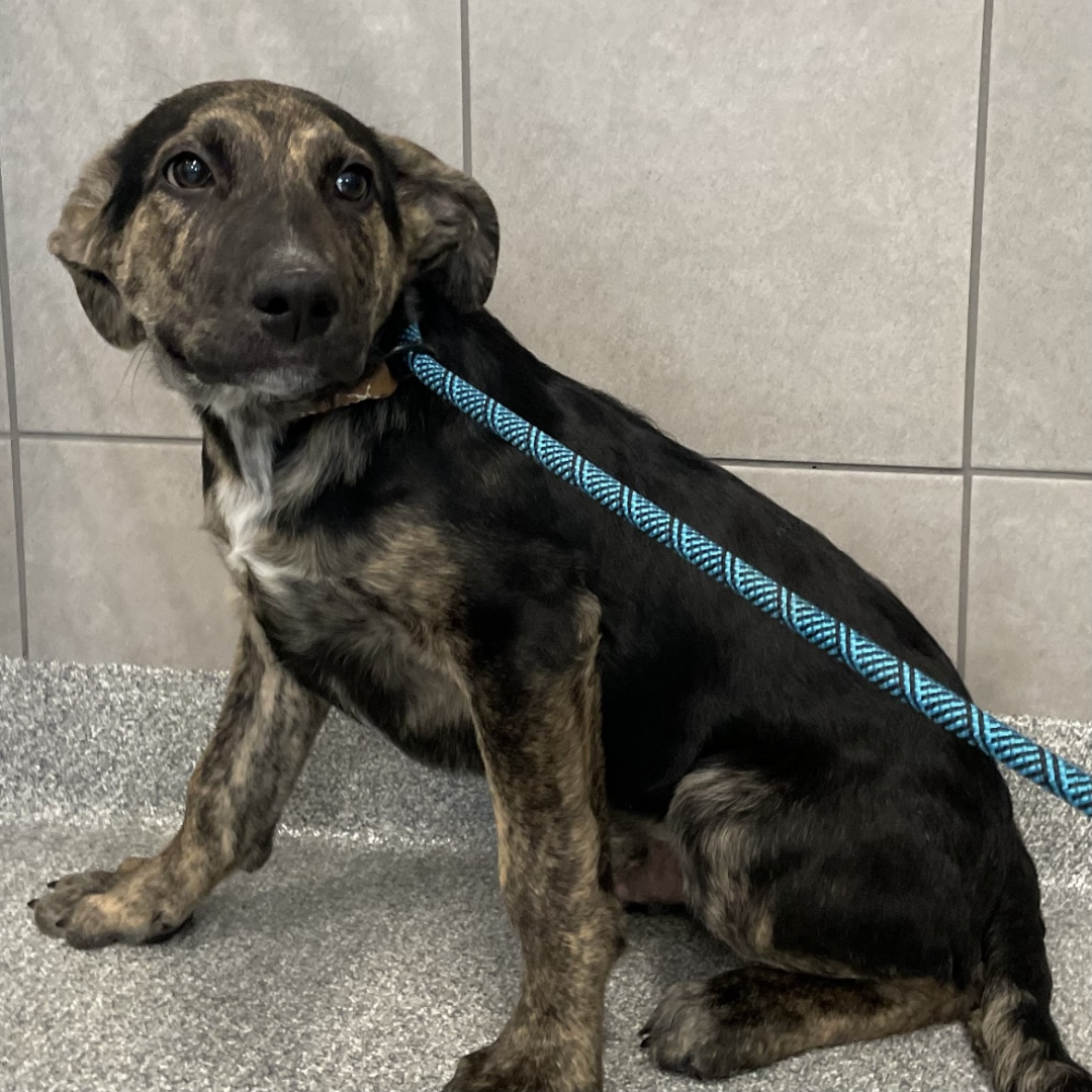 Ray Adopt a Pet Hinsdale Humane Society