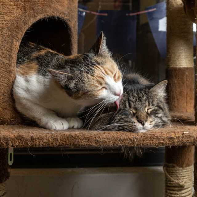 Emma & Calypso