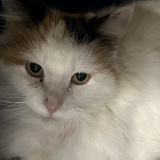Fluffy