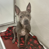 Stella Luna (bonded w/ Shenzi Marie)