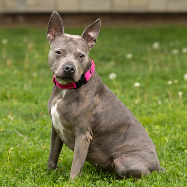 Stella Luna (bonded w/ Shenzi Marie)