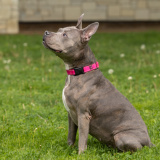 Stella Luna (bonded w/ Shenzi Marie)