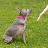 Stella Luna (bonded w/ Shenzi Marie)