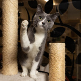 Hal (bonded w/ Howie)