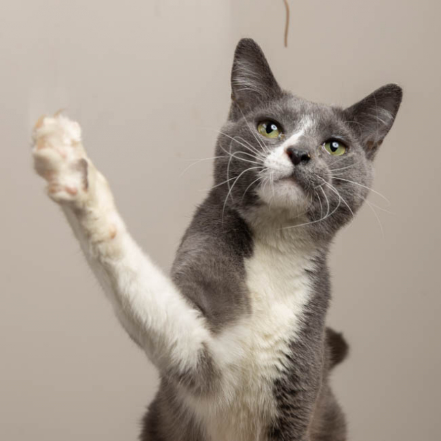 Hal (bonded w/ Howie)