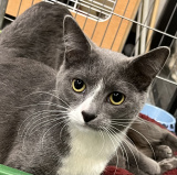 Hal (bonded w/ Howie)