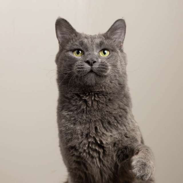 Howie (bonded w/ Hal)