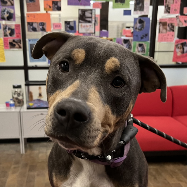 Tasha