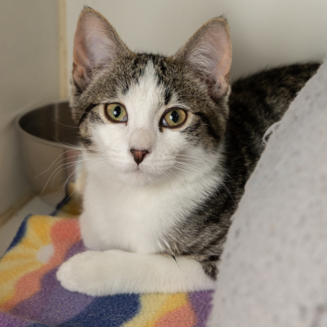 Hamilton (bonded w/ Baby)