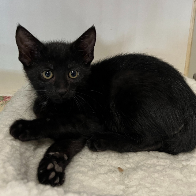 Dahlia (bonded w/Larkspur)