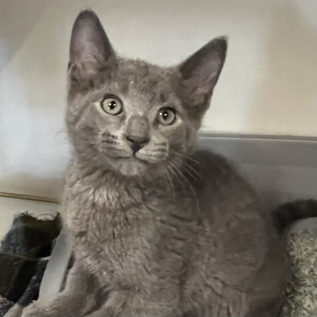 Larkspur (bonded w/Dahlia)