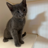 Larkspur (bonded w/Dahlia)