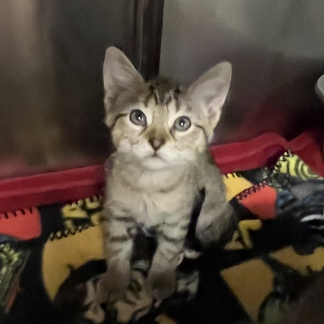 Cadbury (bonded w/ Jellybean)