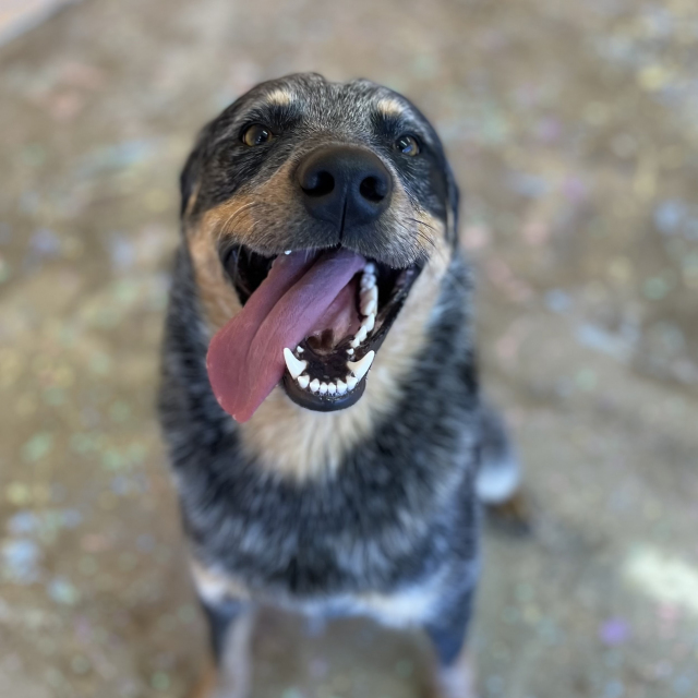 Bruno