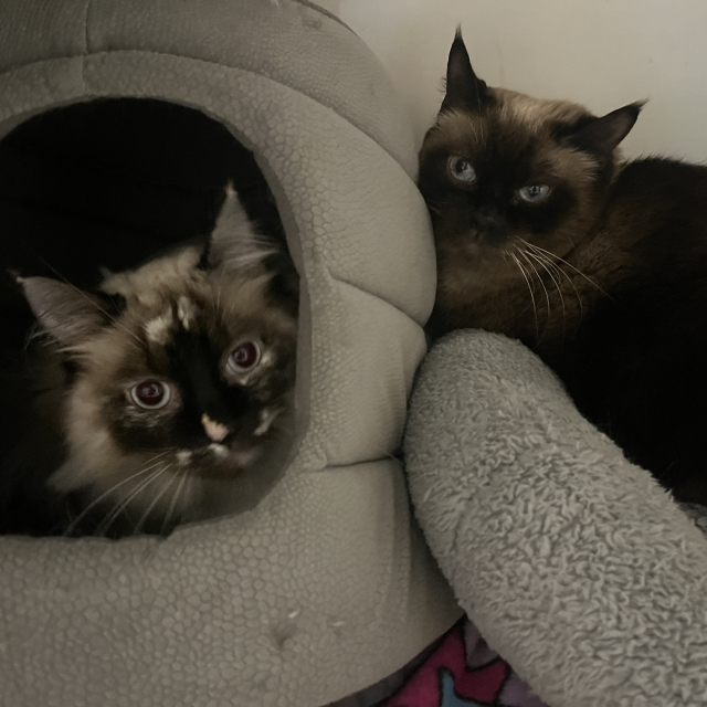 Eloise & Evie