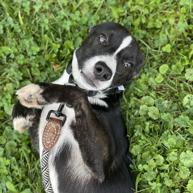 Axel