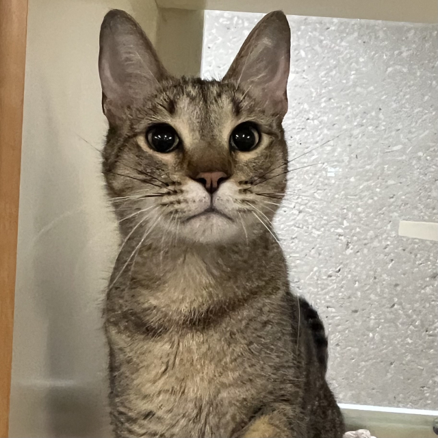 Simba