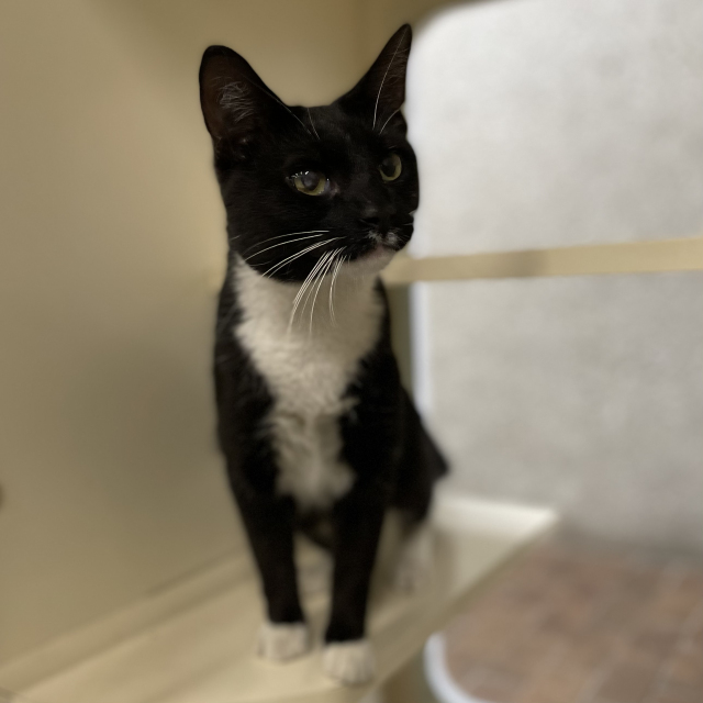 Oreo