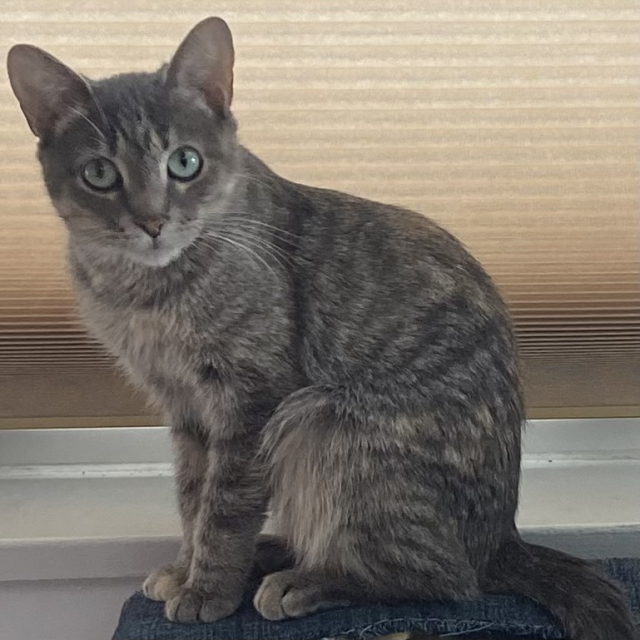 Duchess