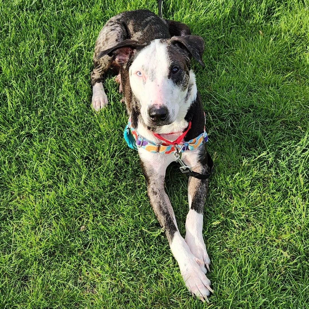 Patches Adopt a Pet Hinsdale Humane Society