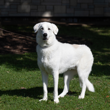 Charlie -5