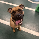 Brutus