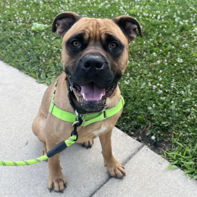 Brutus