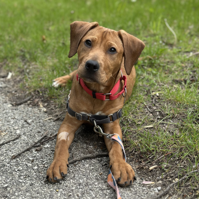 Copper
