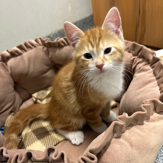 Cheeto