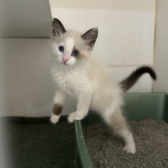 Piper