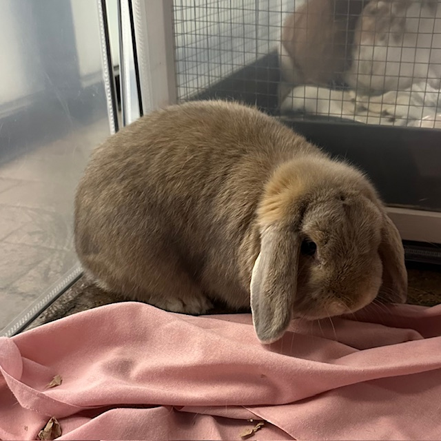 Thumper