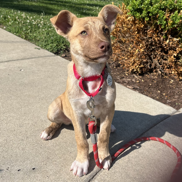 Pharaoh