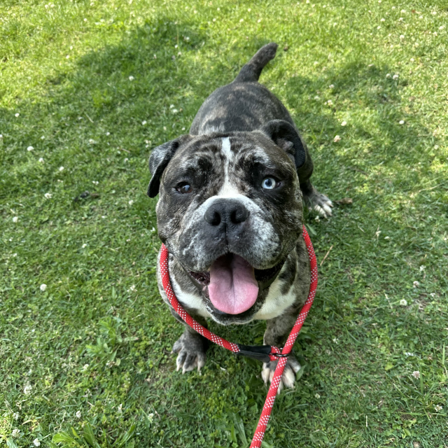 Tugboat