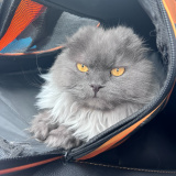 Gandalf