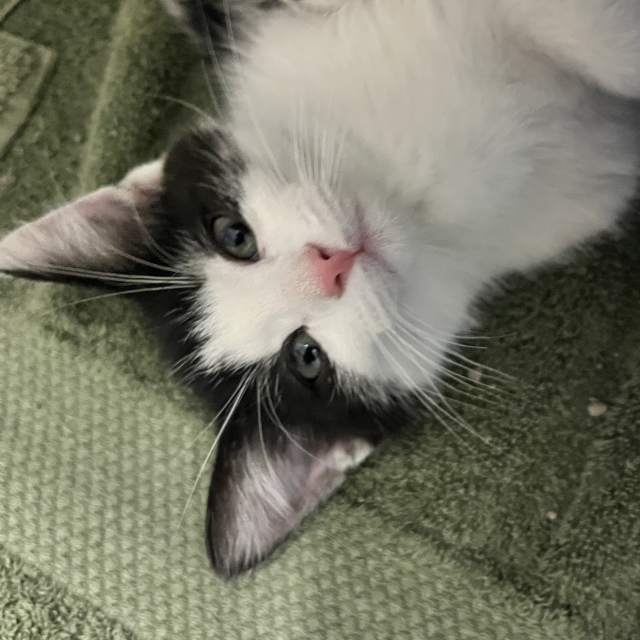 Kevin
