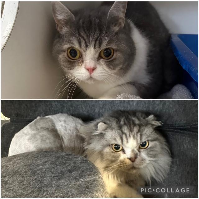 Tino and Kuma