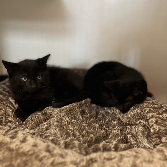 Moe & Larry