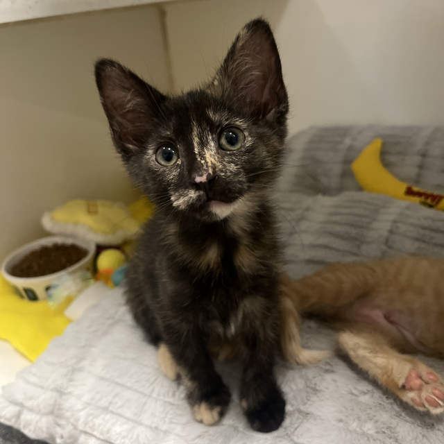 Biscotti