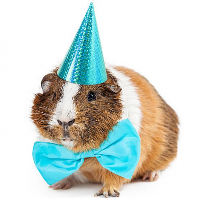 Birthday hamster