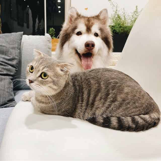 Cat-and-dog-for-blog