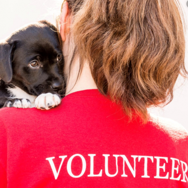 Volunteer-with-puppy