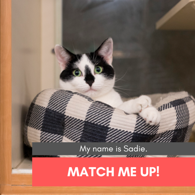 Match me up post sadie