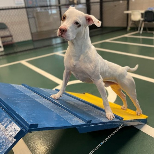 Reggie agility