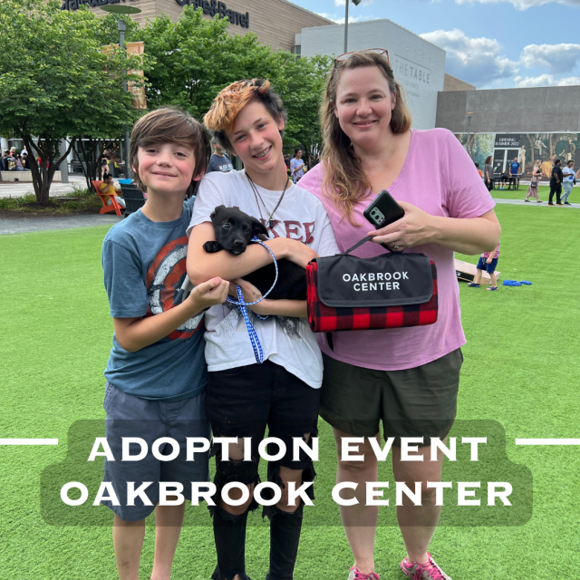 Oakbrook center adoption event instagram