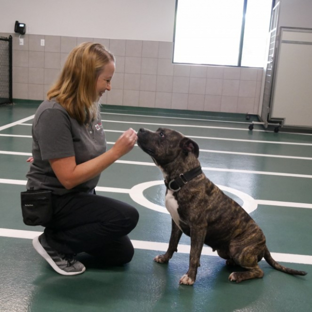 Volunteer-vet-2
