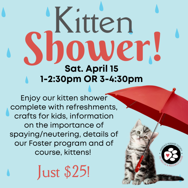 Kitten shower graphic