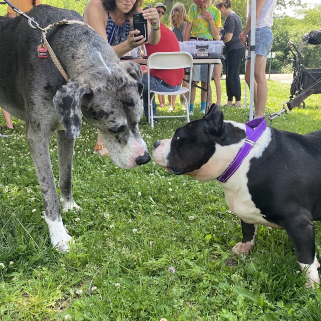 Summer-dogs