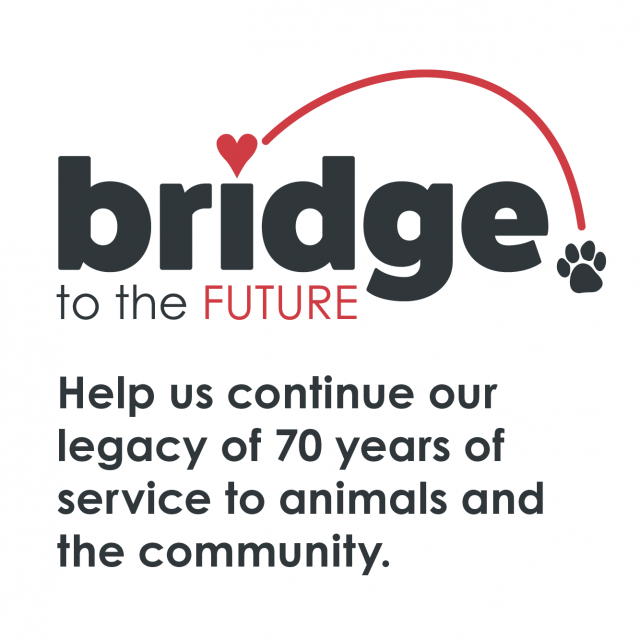 Bridge-tagline-bg