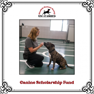 Fund a need canine scholarship-2